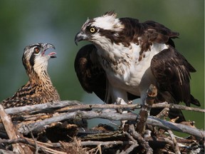 A young Osprey in the Iroquois, Ont. area awaits its meal of fish. Also known as the fish hawk the Osprey is an expert fisherman.