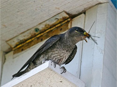 The Purple Martin banding session was successful on July 5. A female holds a recently caught dragonfly and while a youngster is banded.