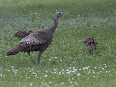 Watch for family groups of Wild Turkeys along side roads in our area.