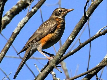 The juvenile American Robin is easy to identify by its heavily spotted chest. Spotted near Carleton Place.