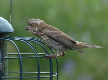 With the increase in feeder traffic watch for Purple Finch. This one was sited at Sheridan Rapids, Lanark.