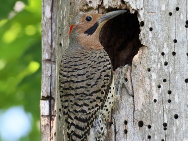 The Northern Flicker photographed in Smiths Falls. Formerly named Yellow-shafted Flicker attends its nest. This species is a common summer resident thoughout our region.