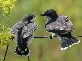 An adult Eastern Kingbird was spotted near Finch, Ont., attending to its young.