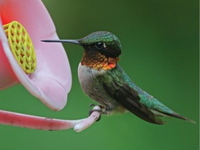 This Ruby-throated Hummingbird was spotted near Limoges, Ont.