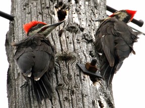 Pileated Woodpeckers at Brown's Inlet. Normally somewhat secretive the Pileated Woodpecker is becoming a regular sight in the city of Ottawa.