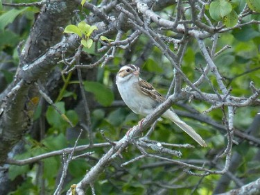 The Clay-coloured Sparrow photographed in Lanark County in Drummond Township. Since the mid 1960's the Clay-coloured Sparrow has increased in eastern Ontario and is now a scarce local summer resident. Listen for it's buzzy insect like call.