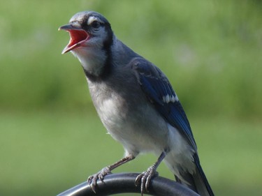 A Blue Jay Location photographed in Lanark County in Sheridan Rapids. A classic pose of a young Blue Jay begging for food.