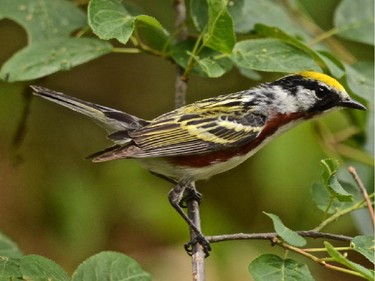 A Chestnut-sided Warbler photographed at Round Lake. The male Chestnut-sided Warbler is one of our many summer residents.
