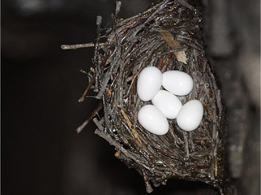 The Chimney swift nest now hold five eggs and should be hatching by mid July and was photographed in Carp.