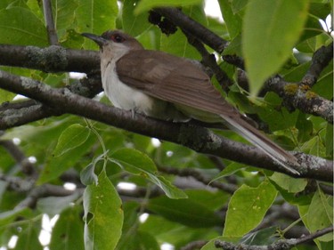The Black-billed Cuckoo photographed in Carp Ridge along the Thomas Dolan Parkway. The Black-billed Cuckoo is one of two species of cuckoo that occur in eastern Ontario and the Outaouais region. These birds are very secretive and easy to overlook as them move through the vegetation.