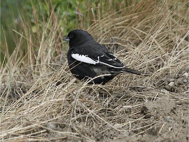 A Lark Bunting photographed in Grasslands National Park in Saskatchewan. A very rare visitor to Ontario, the Lark Bunting is unmistakeable with its white wing patches on a black body. The normal range of the Lark Bunting is southern Saskatchewan and Alberta. The Amherst Island individual was still present on July 1 attracting many of birders and photographers.