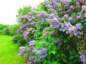 Steve Maxwell's lilac hedge was planted 15 years ago from pencil-sized transplants. It took more than five years before they started to bloom.