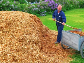 Steve Maxwell forks some of this year’s cedar mulch shipment onto a cart for spreading on the garden. Local sources of mulch are always cheaper and more environmentally sound than mulch transported long distances.