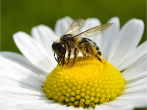 A bee collects pollen from a flower on May 8, 2014 in Bamberg, southern Germany.