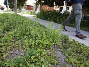 Helene Cayer has been planting flowers for six years without any trouble on the city owned property in front of her St. Laurent Blvd. home. This year, despite a fence around the planted area, which was recently taken away, the city has mowed over it three times.