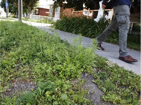 Helene Cayer has been planting flowers for six years without any trouble on the city owned property in front of her St. Laurent Blvd. home. This year, despite a fence around the planted area, which was recently taken away, the city has mowed over it three times.