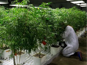 Julia Ratcliffe, a technical consultant with The Bug Factory, a company that supplies insects for natural pest control, examines marijuana plants for pests at the MediJean medical marijuana facility in Richmond, B.C., on Friday March 21, 2014.