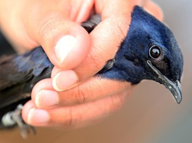 Nature Canada, in collaboration with York University, the University of Manitoba and local bird observatories, began a study of Purple Martin birds Tuesday, July 8, 2014, at the Nepean Sailing Club.