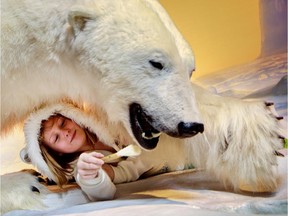 Olivia Clement, who has raised thousands of dollars for polar bear conservation, volunteered in January to help with the Museum of Nature's annual cleaning of the polar bear diorama.