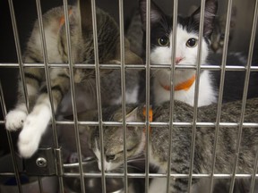 OTTAWA, ON: JUNE 23, 2011. - Kittens wait their turn as Ottawa Humane Society moves animals from their old facility to the brand new one at 245 West Hunt Club Road.(Chris Mikula / The Ottawa Citizen) For CITY story Assignment #104939
