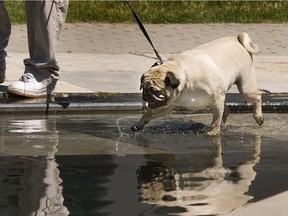 As  Kevin Vale walks past a fountain outside Ottawa City Hall in 2009.