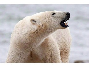 File photo of amale polar bear walking along the shore of Hudson Bay near Churchill, Man.