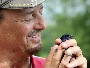 Ted Cheskey, Manager of Bird Conservation at Nature Canada, prepares to let a Purple Martin go after attaching a GPS to it.