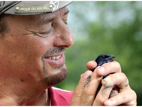 Ted Cheskey, Manager of Bird Conservation at Nature Canada, prepares to let a Purple Martin go after attaching a GPS to it.  Nature Canada, in collaboration with York University, the University of Manitoba and local bird observatories, began a study of Purple Martin birds Tuesday, July 8, 2014, at the Nepean Sailing Club.  The largest of the swallow family has been steadily decreasing annually in Canada. The research group attached geolocators and GPS devices - 29 in all - to the birds to track migratory patterns that might shed some light on why the population of the insect-eating Purple Martins is getting dangerously low. (Julie Oliver / Ottawa Citizen)