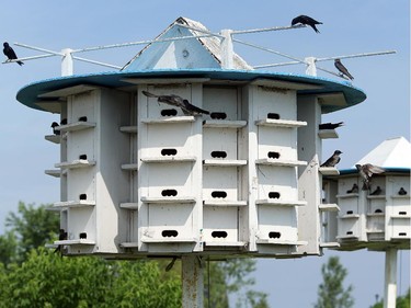 The two manmade nests at the Nepean Sailing Cub attract Purple Martins and enable researchers to catch and tag them.