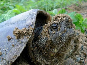 A female snapping turtle nests in Algonquin Park in Ontario in a handout photo.