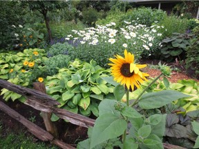 The August garden with the harvest on the horizon.