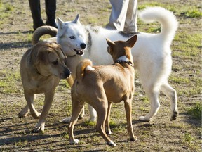 The Hampton Park off-leash dog run is 9,000 square metres.
