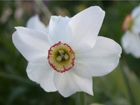 Fragrant Narcissus poeticus var. recurvus, also known as Old Peasant's Eye, is one of the oldest cultivated daffodils, dating back to ancient Greece.  Photo courtesy: Botanus Inc.