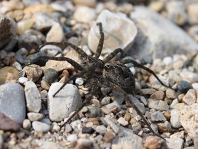 A dark fishing spider (Dolomedes tenebrosus).