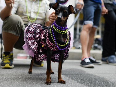 A dog named Darcy is dressed up for the Capital Pride Parade on Sunday, Aug. 24, 2014.