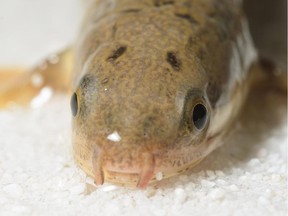 A polypterus senegalus or "Walking Fish" is seen in this undated handout photo.