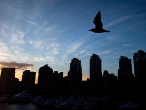 A seagull flies past Yaletown condos at sunset in Vancouver, on February 25, 2013.