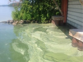 Algae photographed on Upper Rideau Lake. The Ministry of Environment confirms that some samples of blue-green algae on the lake have tested possible for toxins.