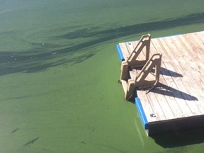 Matt Turner, who sent the Citizen pictures of what he described as blue-green algae taken during a paddle Tuesday along Upper Rideau Lake's north shore, said, 'Drop anything in the water and it's like dropping something into paint.'