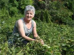 Carleton University�s Naomi Cappuccino, associate professor in the Department of Biology is part of a research team that discovered a bio-control agent, the Hypena moth that may help in the battle against dog-strangling vine (DSV).   (Jean Levac / Ottawa Citizen)   ORG XMIT: 0809 moth