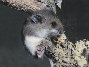 A wildlife removal expert says it's been a bumper year for infestations of mice such as this deer mouse.