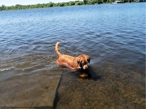 Reader Linda Secacspina shares this photo of a dog enjoying the Mississippi River in Carleton Place, Ontario.