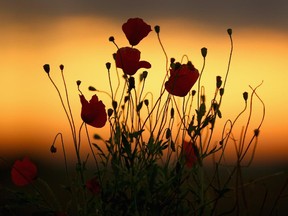 Wild poppies grow on the verge of a Flanders field near Tyne Cot Military Cemetery as dawn breaks on the centenary of the Great War on August 4, 2014 in Passchendaele, Belgium.