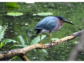 An adult Green Heron searches for its next meal at Mud Lake.