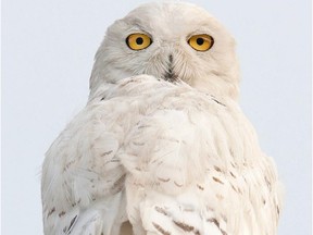 After last winters major Snowy Owl invasion there are still a number south of their normal breeding range.