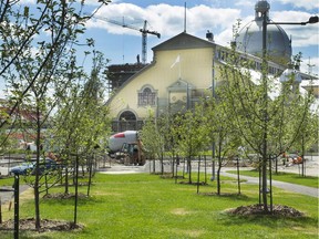 Included in the Park, Lansdowne's second phase, is an 850-tree apple orchard. The Park opens on Aug. 16.