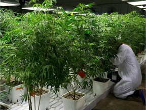 An appeal of the city's medical marijuana production buffer laws has been withdrawn.