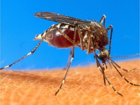 Kanata North residents have voted in favour of a mosquito eradication program after the wet summer of 2015 made backyards unbearable.