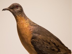 A stuffed passenger pigeon on display in a Museum of Nature exhibit on the 100th anniversary of the day the last passenger pigeon died.