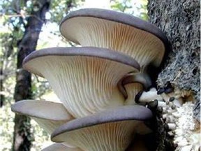 Blue Dove Oyster mushrooms, courtesy JustFood.ca